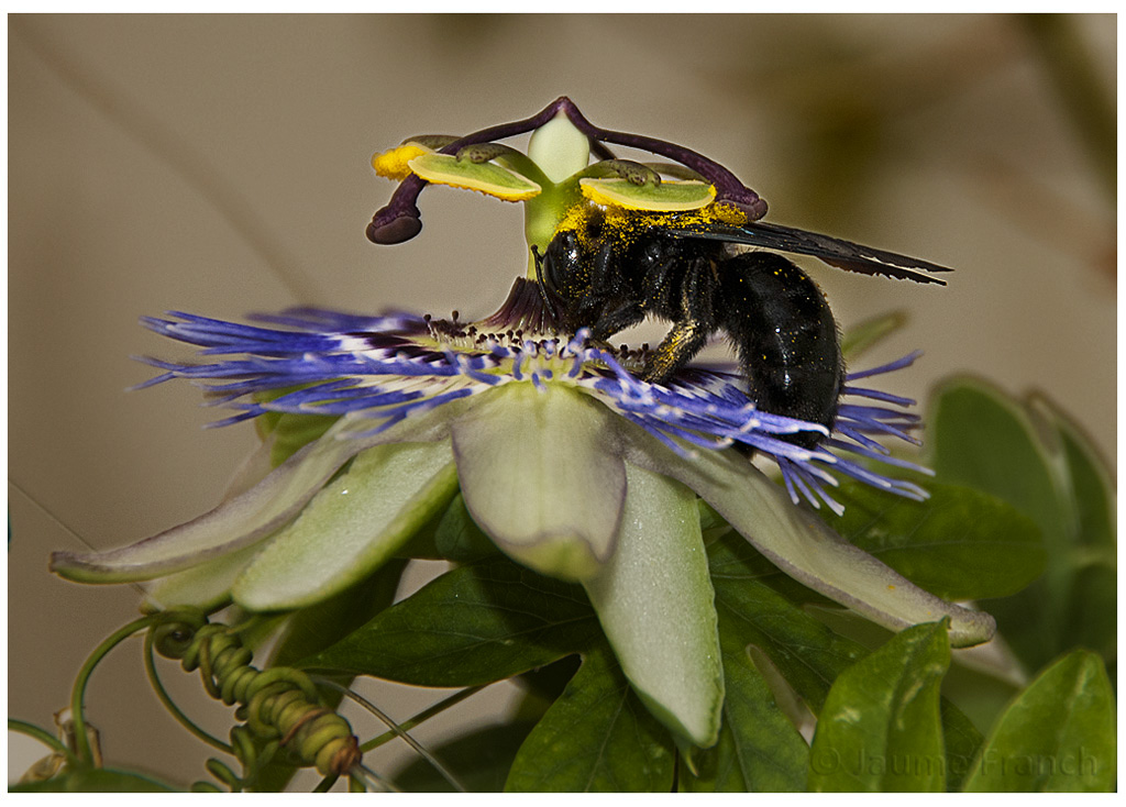 PassifloraEdulis_01B6348 3803 1Ka