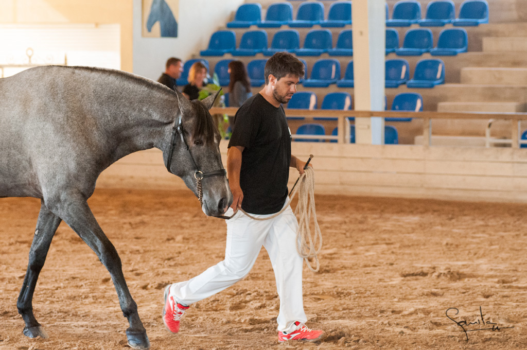 Camp. Balears Cavalls Raa Espanyola 0097