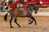 Camp. Balears Cavalls Raa Espanyola 0112