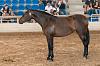 Camp. Balears Cavalls Raa Espanyola 0116