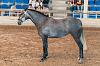 Camp. Balears Cavalls Raa Espanyola 0124
