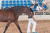 Camp. Balears Cavalls Raa Espanyola 0125