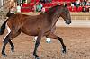 Camp. Balears Cavalls Raa Espanyola 0126