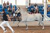 Camp. Balears Cavalls Raa Espanyola 0135