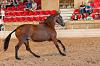 Camp. Balears Cavalls Raa Espanyola 0143