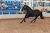 Camp. Balears Cavalls Raa Espanyola 0149