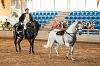 Camp. Balears Cavalls Raa Espanyola 0181