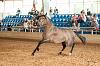 Camp. Balears Cavalls Raa Espanyola 0186