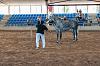 Camp. Balears Cavalls Raa Espanyola 0272