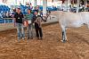 Camp. Balears Cavalls Raa Espanyola 0283
