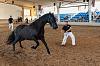 Camp. Balears Cavalls Raa Espanyola 0303