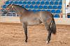 Camp. Balears Cavalls Raa Espanyola 0085