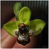 Ophrys ABR2037 1K 1x1
