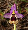 Ophrys-te_01B9597 6342
