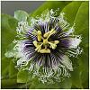 Passiflora 01B2607 048 1K 1x1