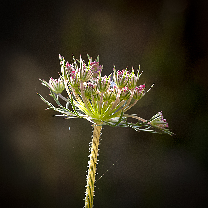 Nombre:  DSC_7122 Daucus carota 850.jpg
Visitas: 45
Tamao: 534.2 KB